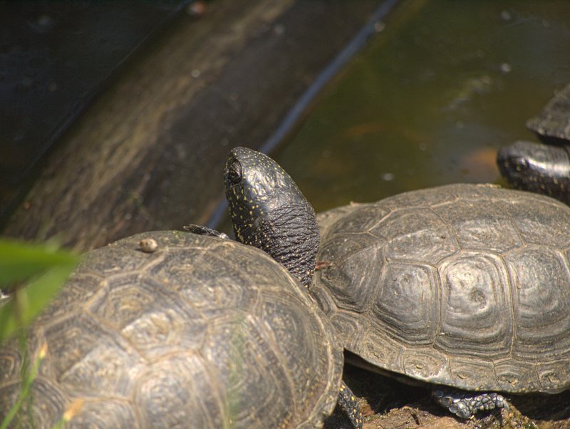 Orth,
      Tortoise